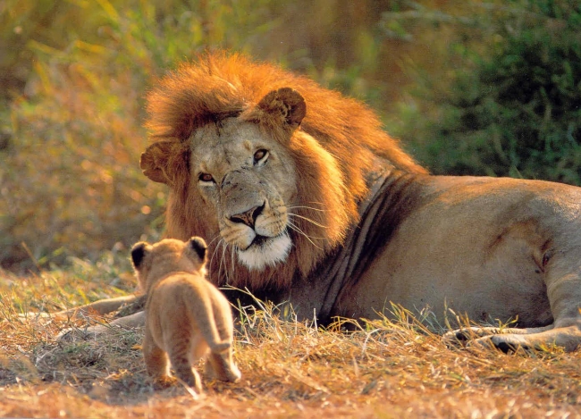 Gran Circuito Safari por Kenia y Tanzania! 