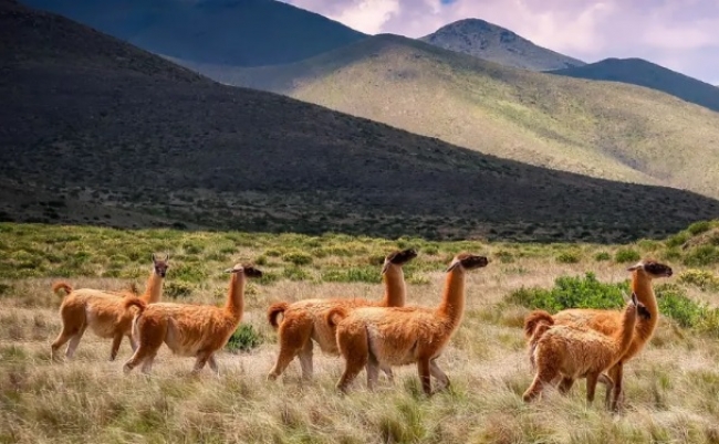 - Escapadas Argentinas Feriado Junio 2025 - Salta