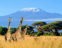 Gran Circuito Safari por Kenia y Tanzania! 